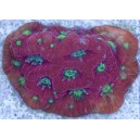 War Coral
